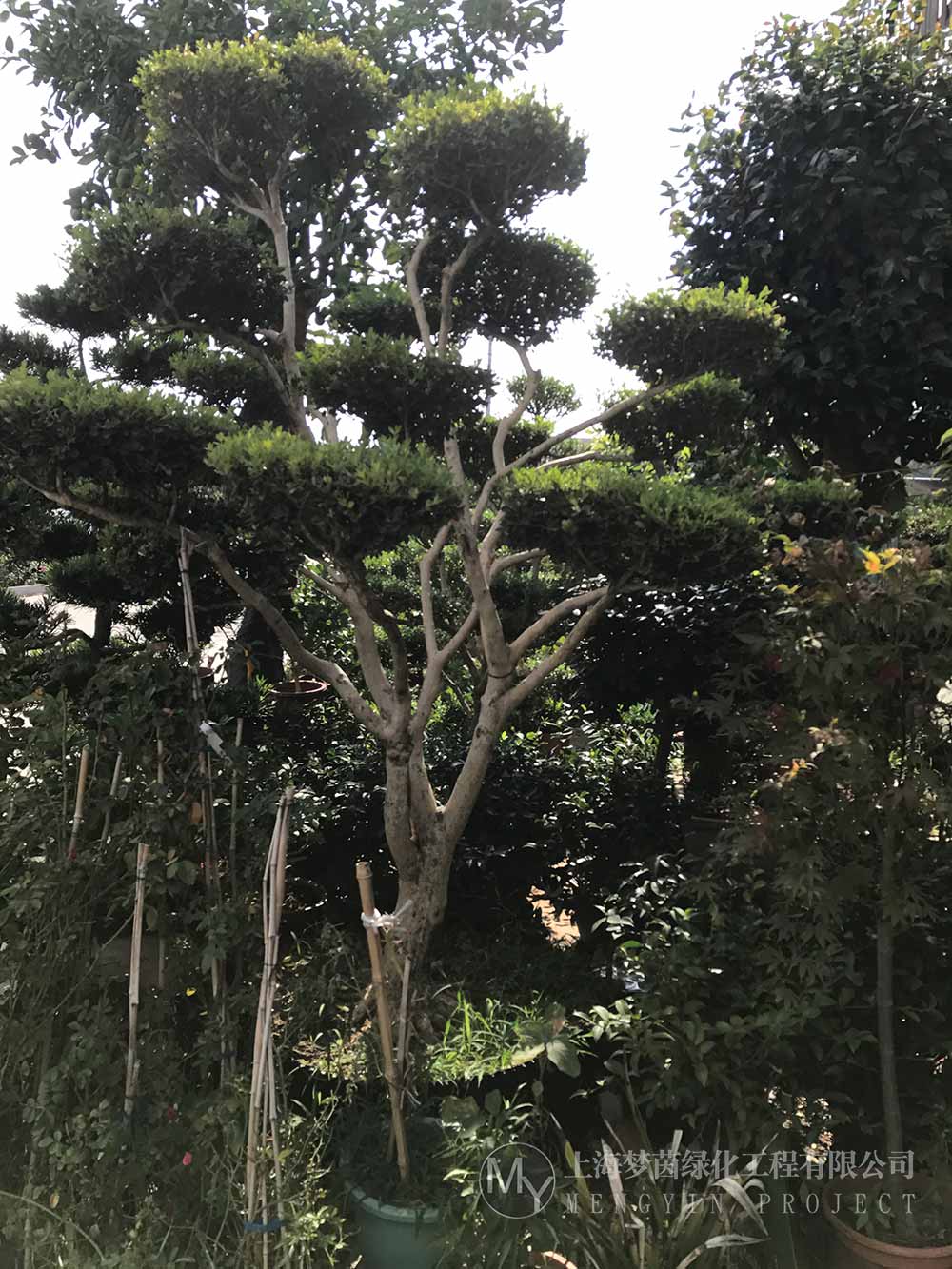 古桩盆景