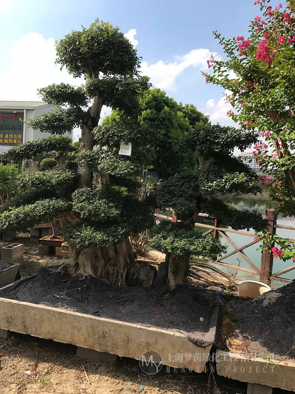 古桩盆景