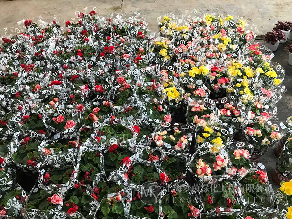 花卉租赁