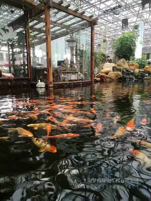 梦茵水族