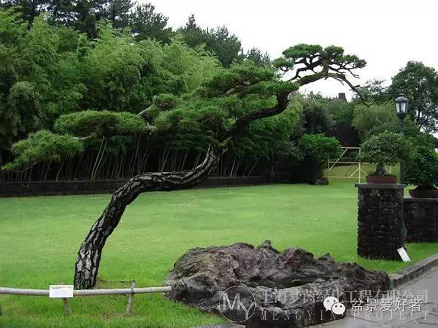 草坪养护