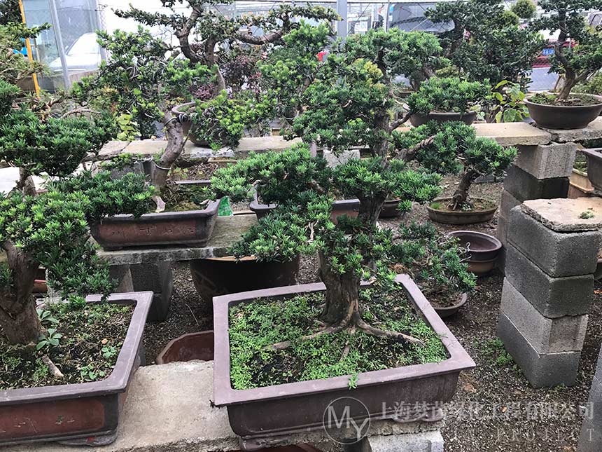 盆景养护