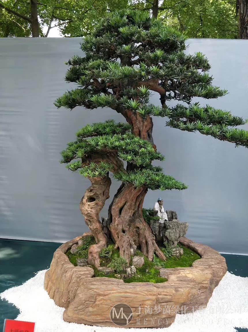 盆景养护