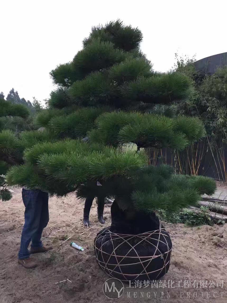 盆景养护