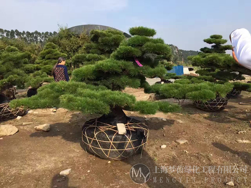 盆景养护