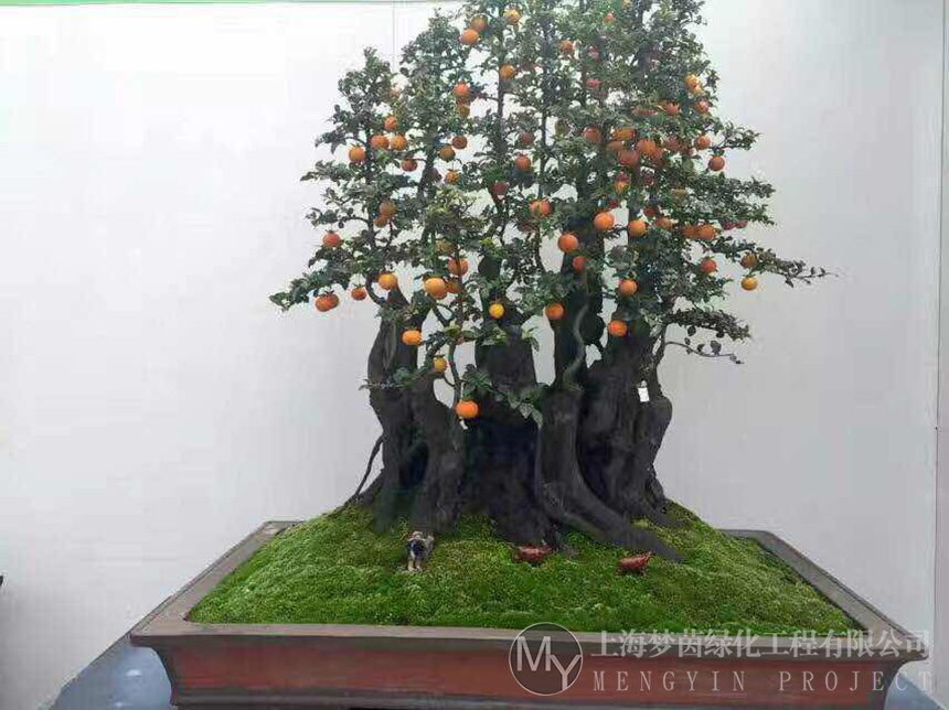 盆景养护