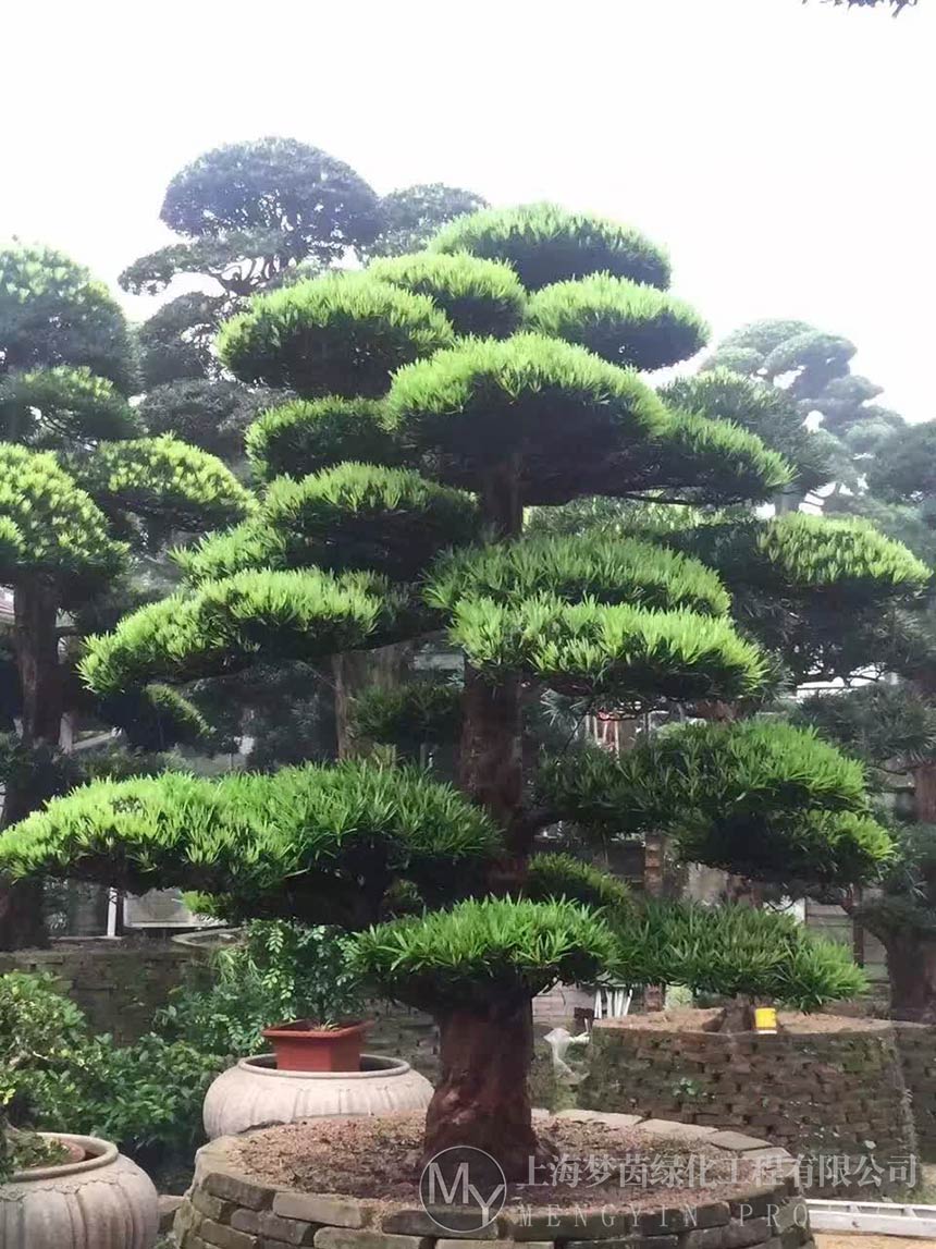 盆景养护