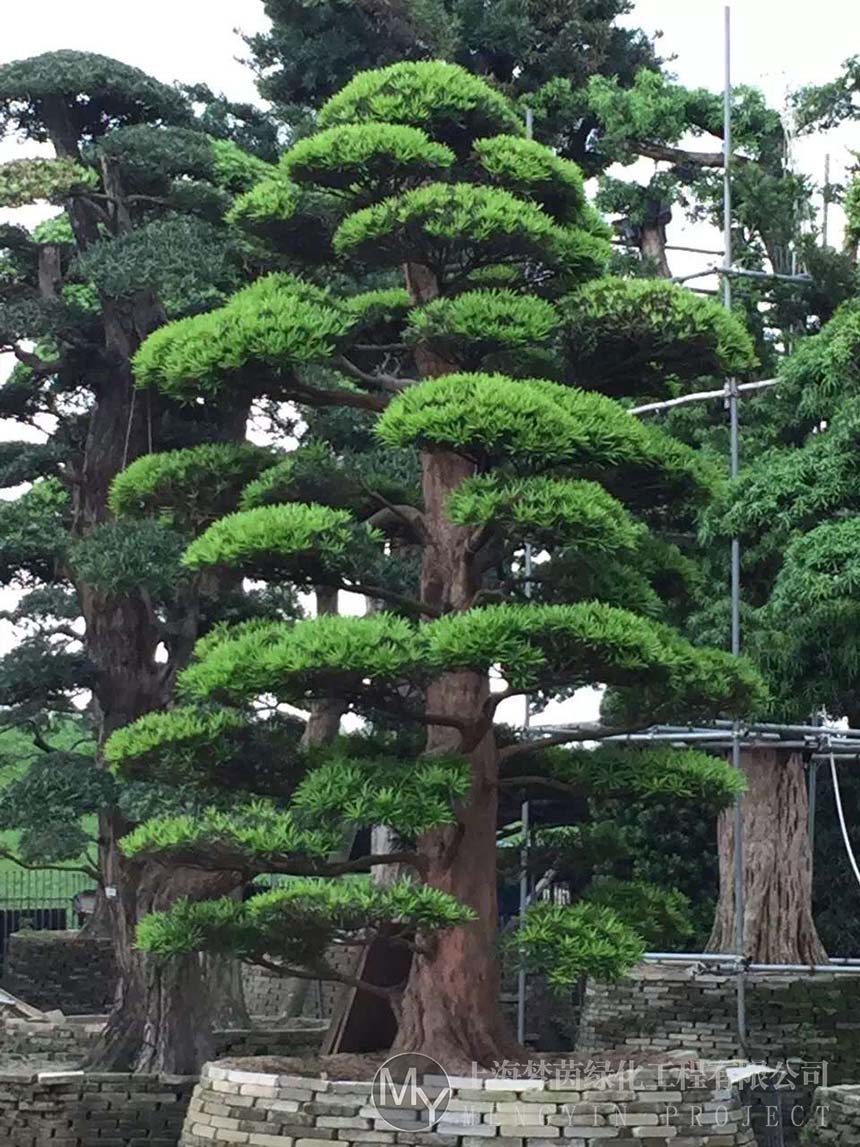 盆景养护