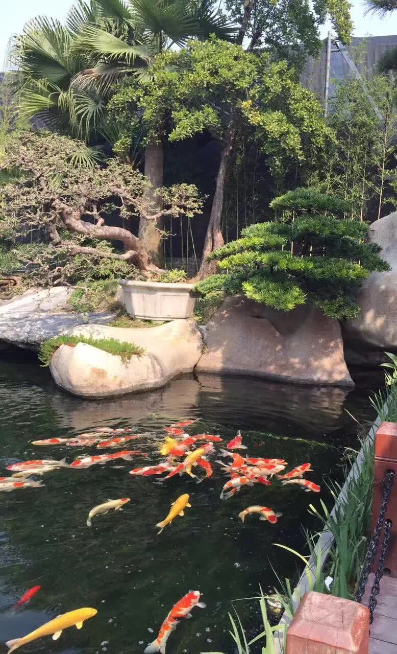 鱼池养护
