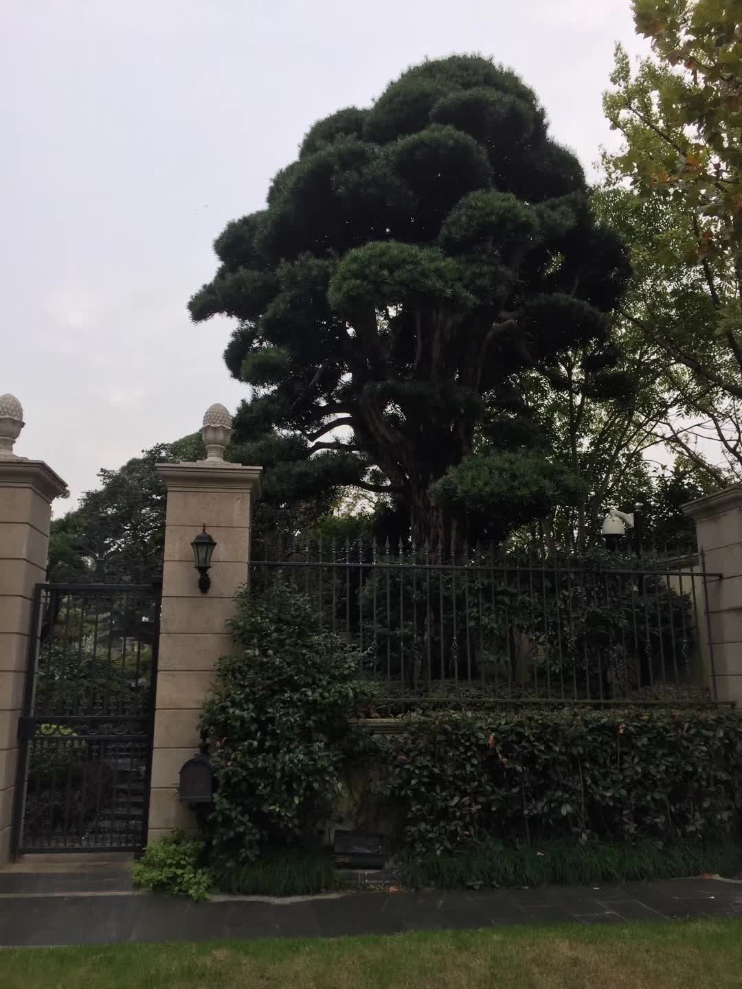 乔木养护