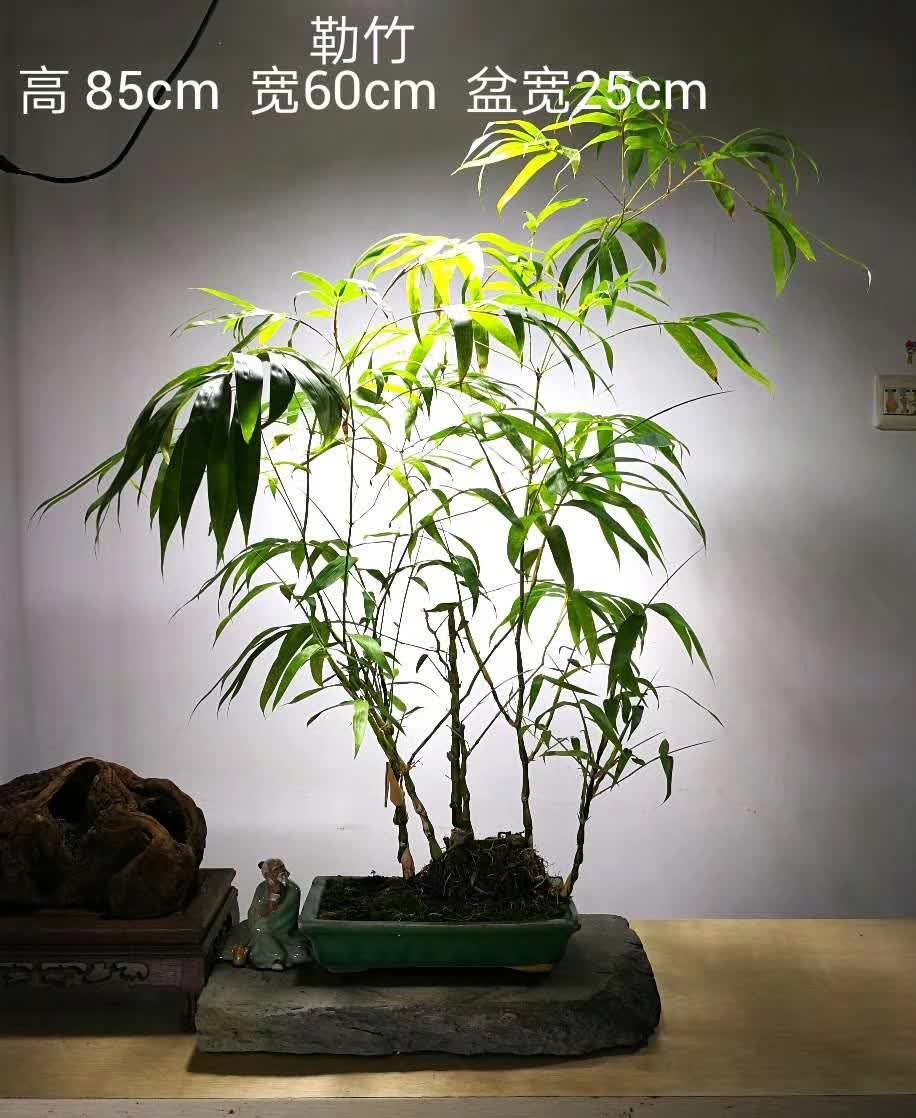 花卉租赁