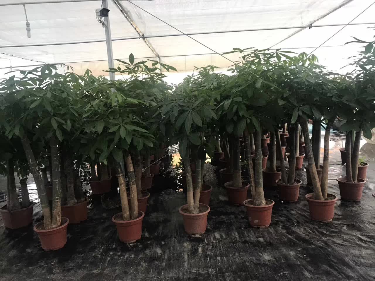 花卉租赁