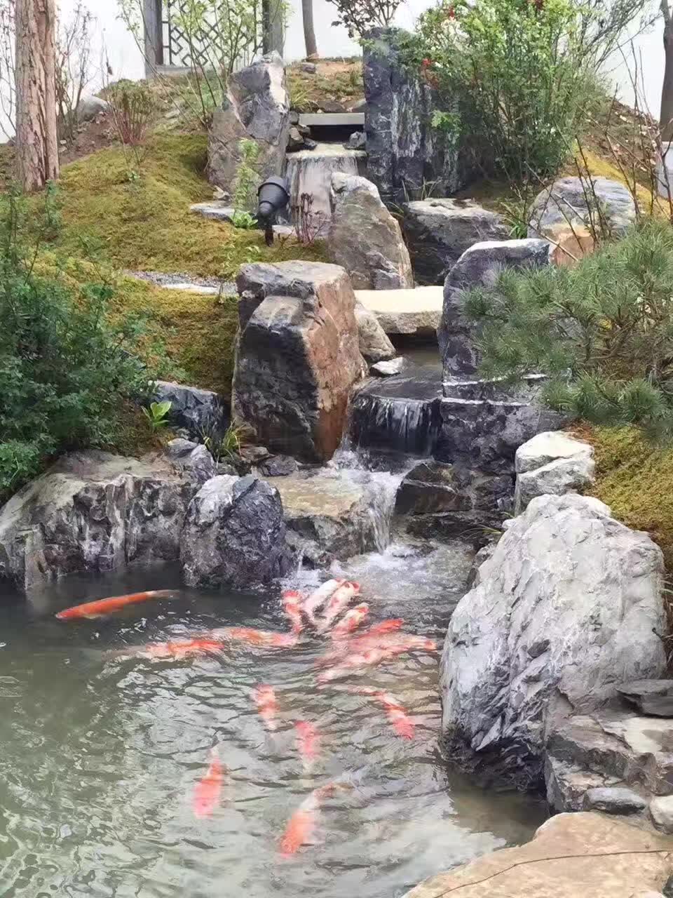各色锦鲤