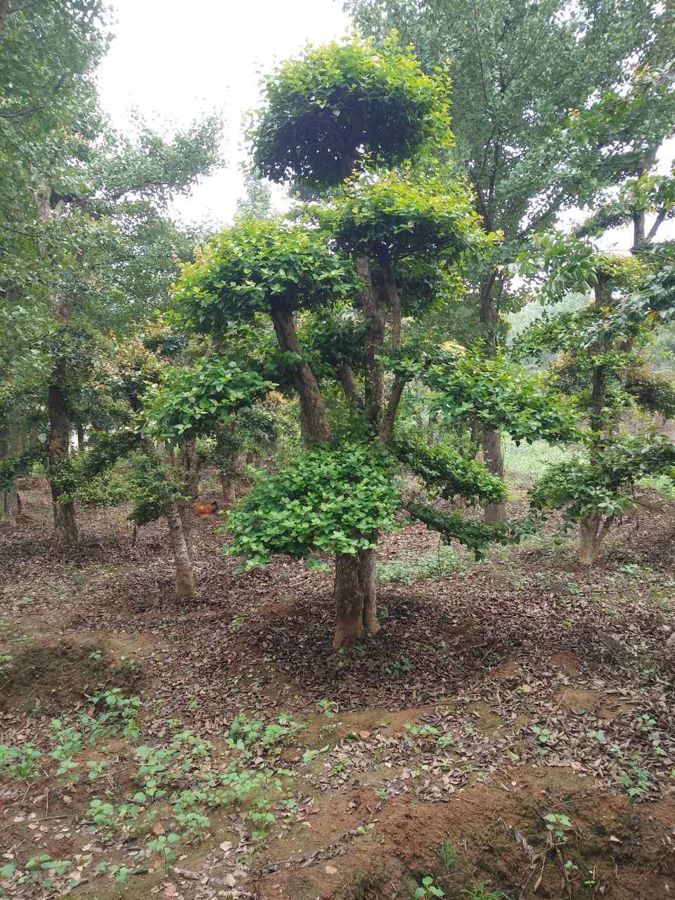 刺冬青