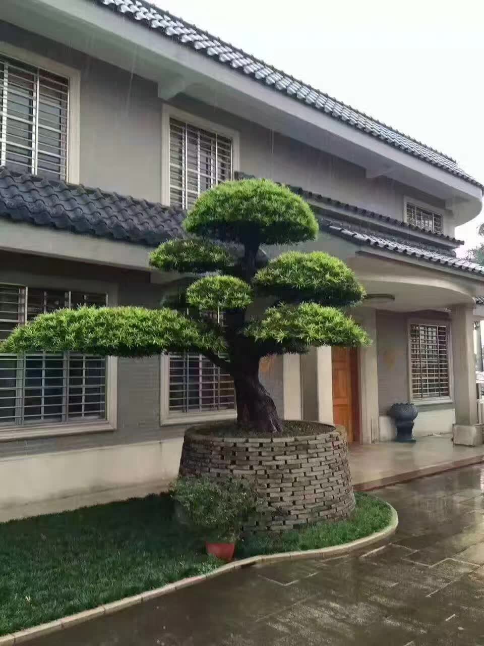 刺冬青