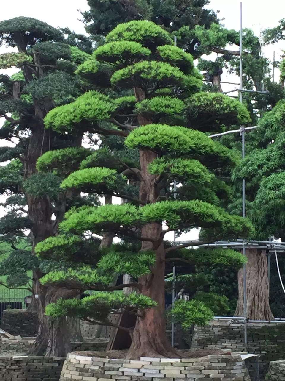 罗汉松