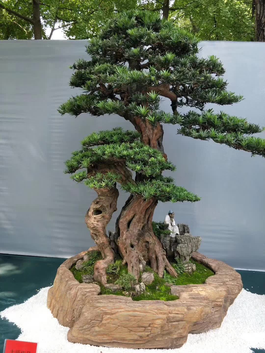 罗汉松