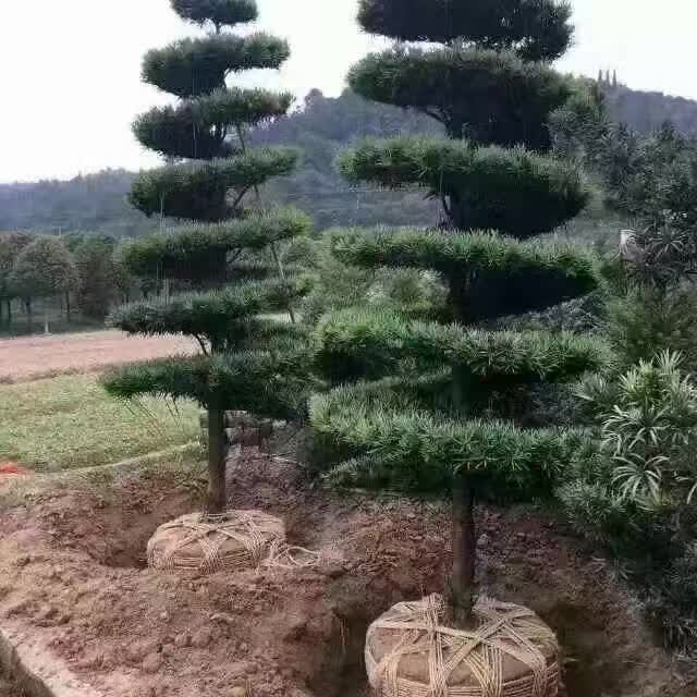 罗汉松