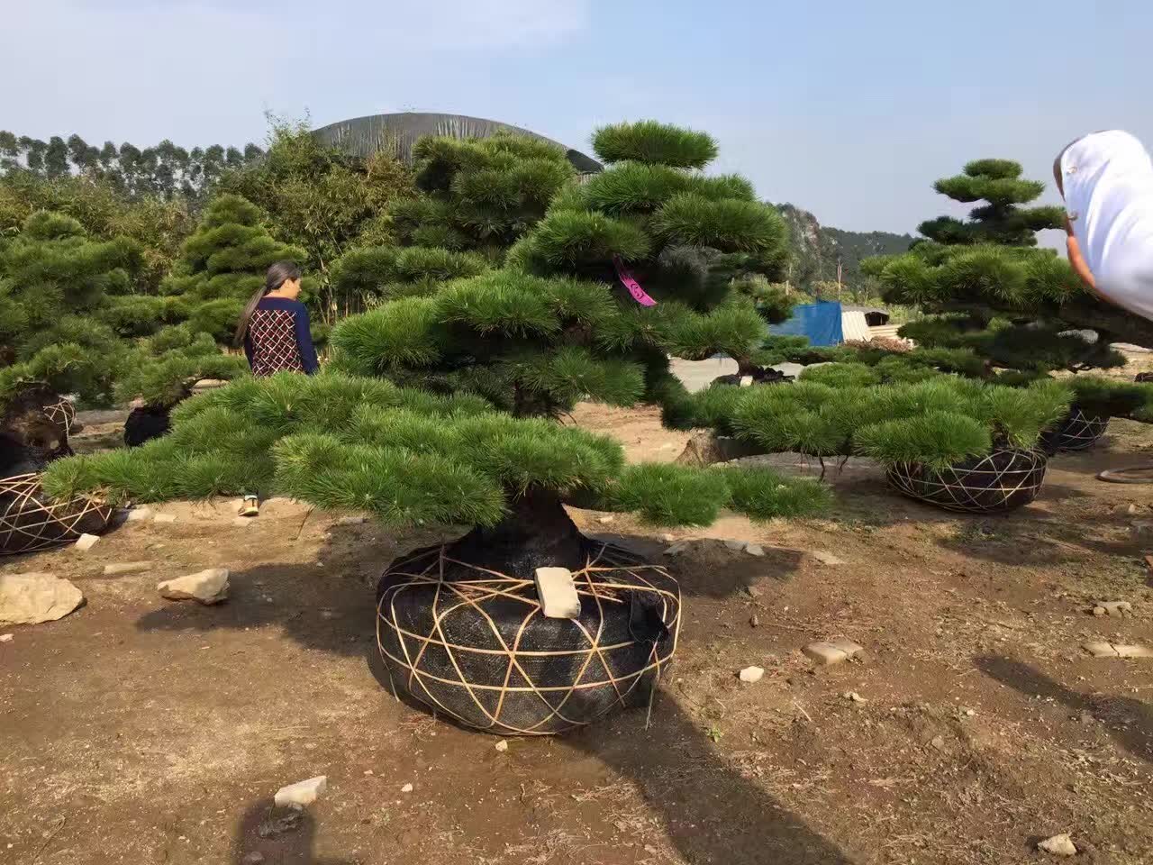 古桩盆景