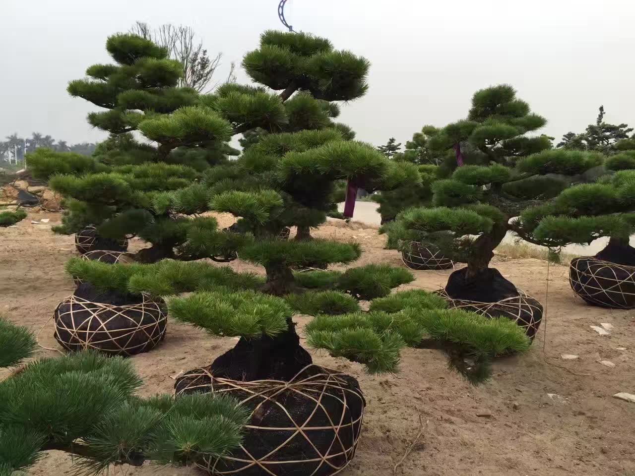 古桩盆景