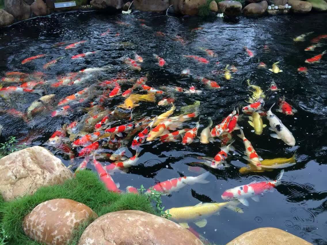 各色锦鲤