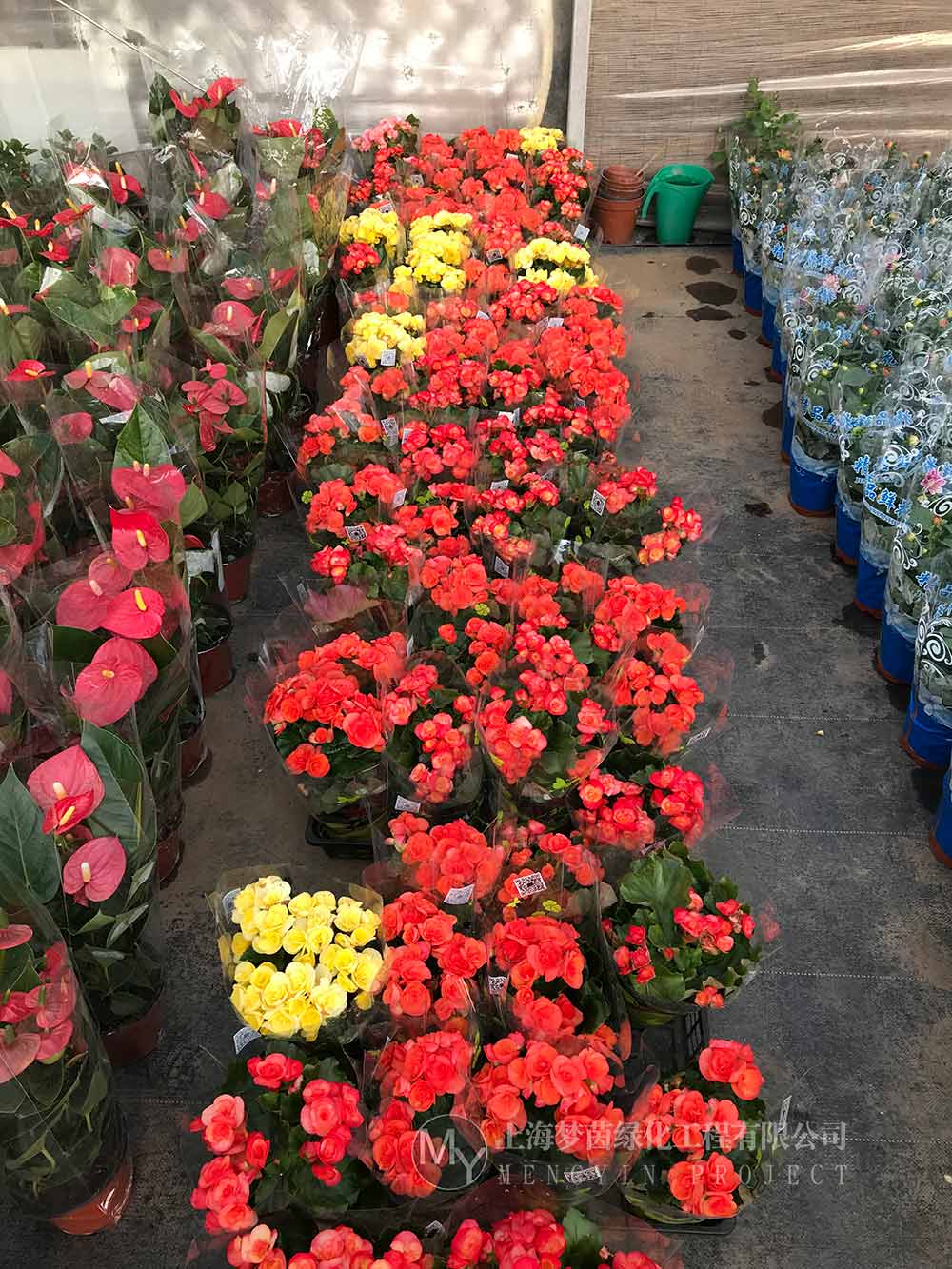 花卉租赁